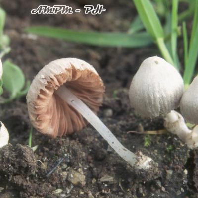Volvariella Pusilla