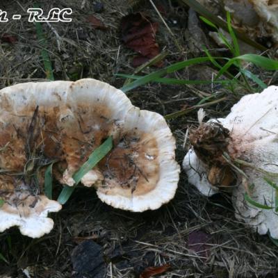 Abortiporus Biennis