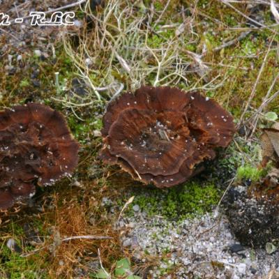 Coltricia Perennis