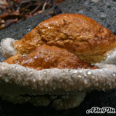 Fomitopsis Pinicola