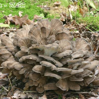 Grifola Frondosa2