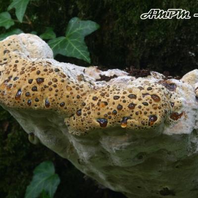 Inonotus Dryadeus
