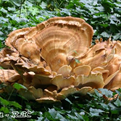 Meripilus Giganteus