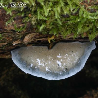 Oligoporus Caesius2