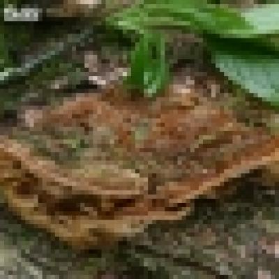 Phellinus Ribis