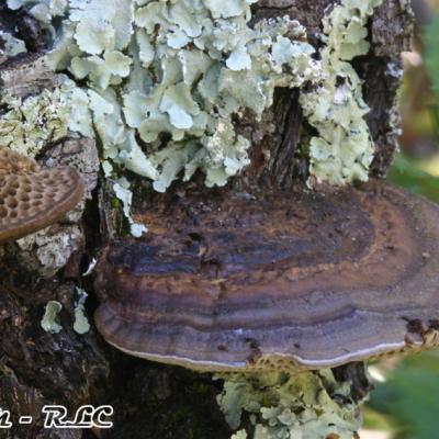 Scenidium Nitidum