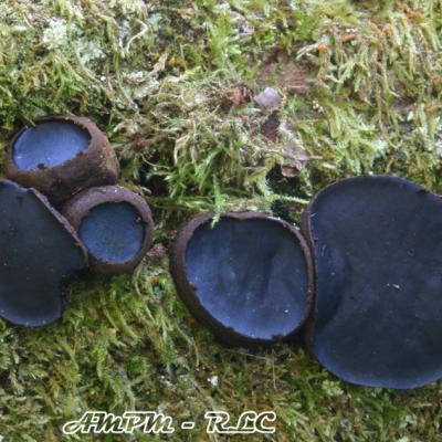 Pyrenomycetes