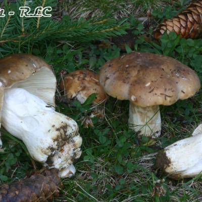 Russula Mustelina