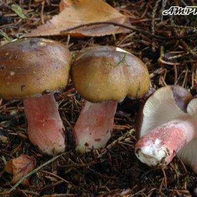 Russula Queletii