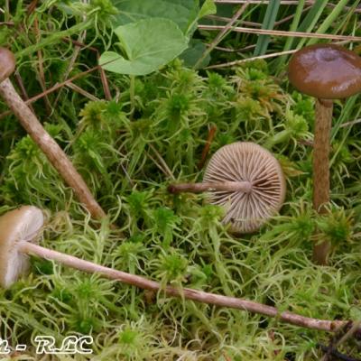 Hypholoma Myosotis