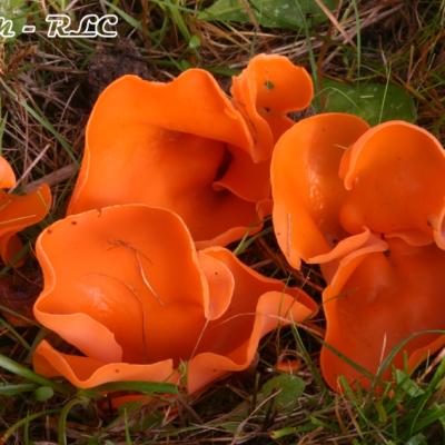 Aleuria Aurantia