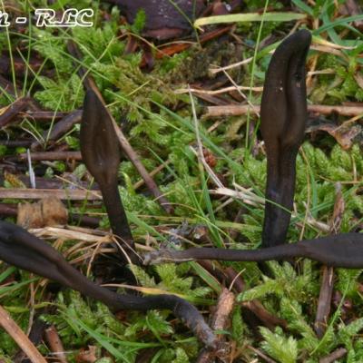 Geoglossum Fallax