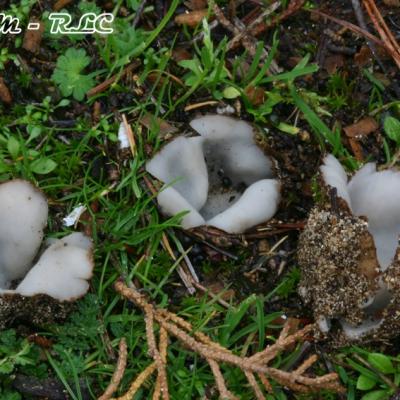 Geopora Arenicola