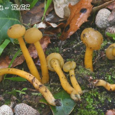 Leotia Lubrica