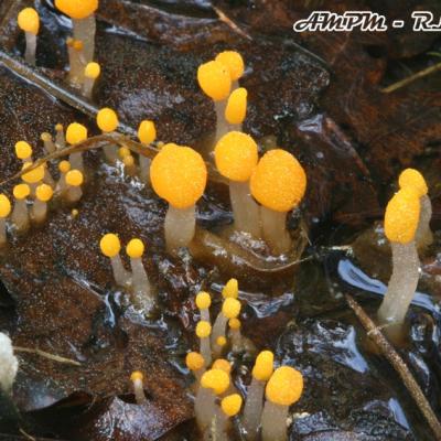 Mitrula Paludosa