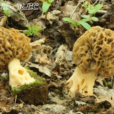 Morchella Rotunda2