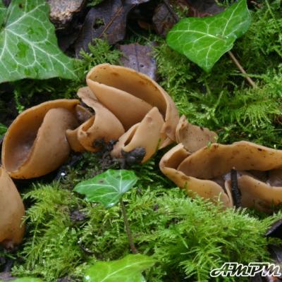 Otidea Alutacea2