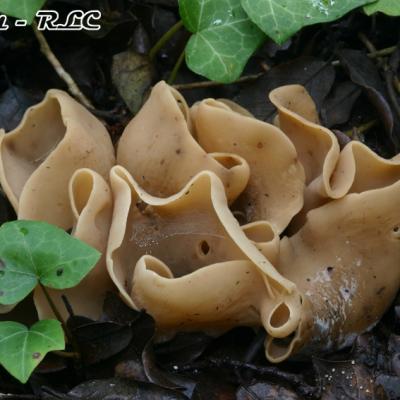 Otidea Alutacea