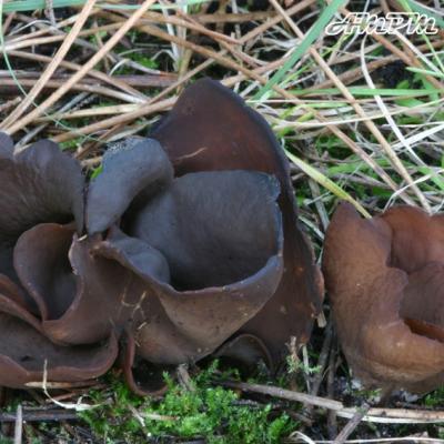 Otidea Bufonia