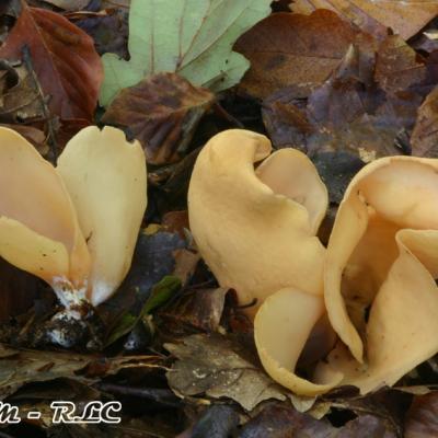 Otidea Onotica2