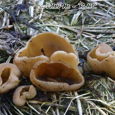 Peziza Vesiculosa