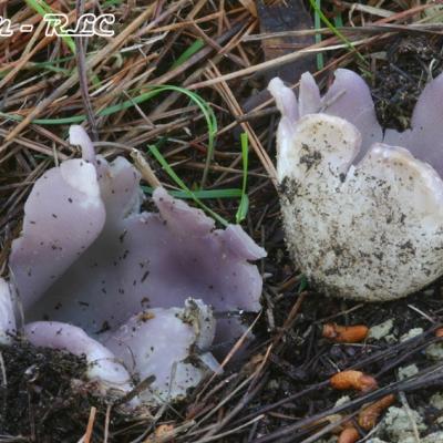 Sarcosphaera Crassa