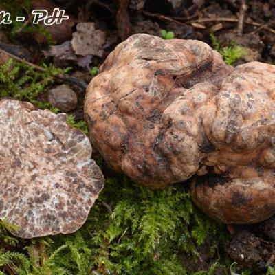 Tuber Borchii