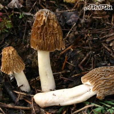 Verpa Bohemica