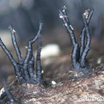Ascomycetes