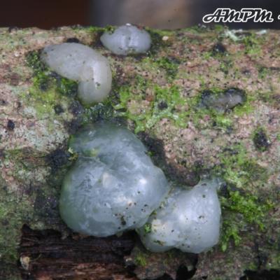Exidia Nucleata2