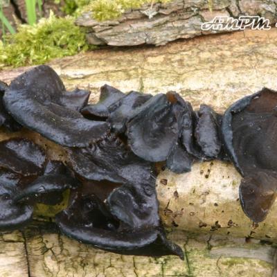 Exidia Truncata