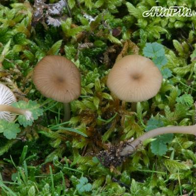 Fayodia Leucophylla