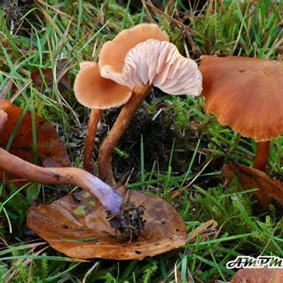 Laccaria Bicolor1