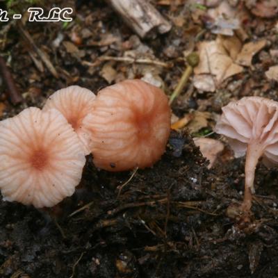 Laccaria Tortilis