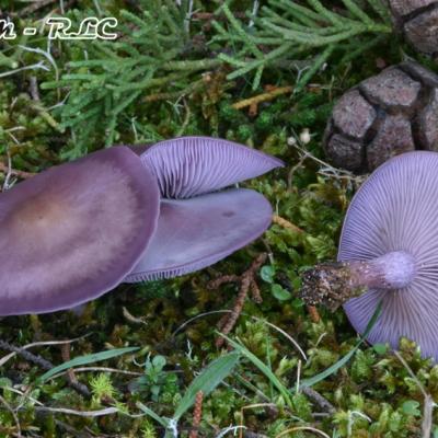Lepista Sordida