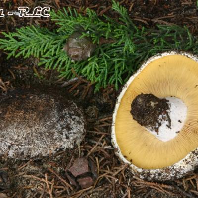 Lyophyllum Buxeum