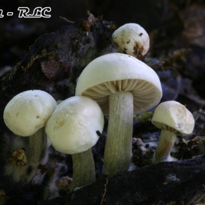 Nyctalis Parasitica