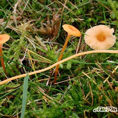 Rickenella Fibula