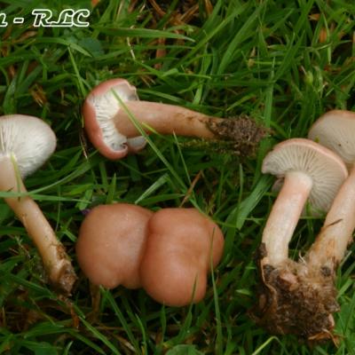 Rugosomyces Carneus