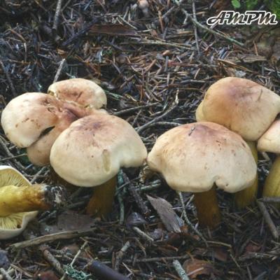 Tricholoma Bufonium