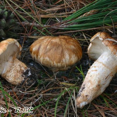 Tricholoma Focale2