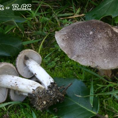 Tricholoma Myomyces