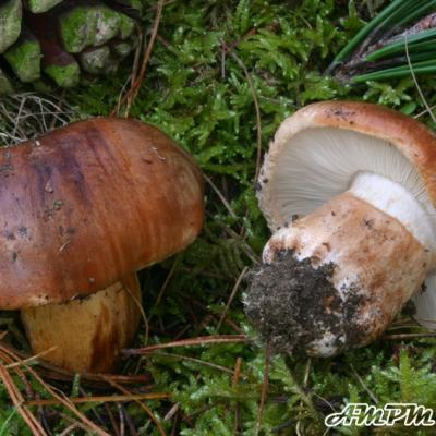 Tricholomes