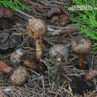 Tulostoma Campestre