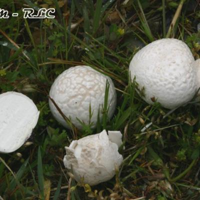 Bovista Plumbea