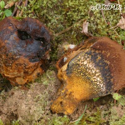 Pisolithus Arrhizus