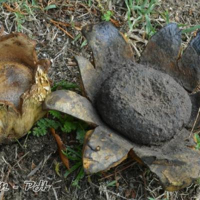 Scleroderma Geaster
