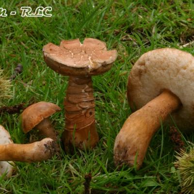 Gyroporus Castaneus
