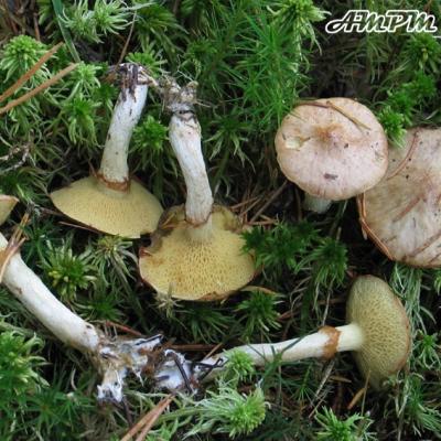 Suillus Flavidus
