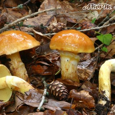 Suillus Grevillei